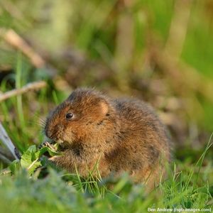 Image post by @rspb on Instagram