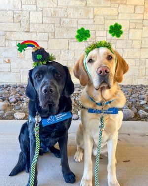 Image post by @canineorg on Instagram