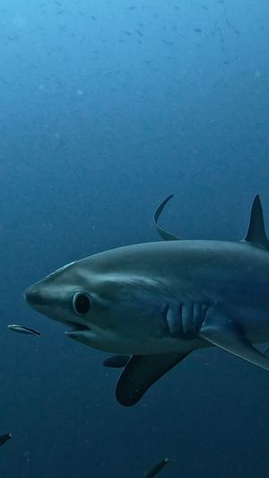 Video post by @discovery on Instagram