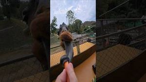 Video post by @dji on YouTube