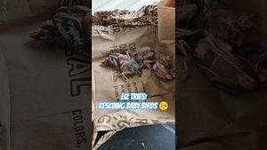 Video post by @liztries on YouTube