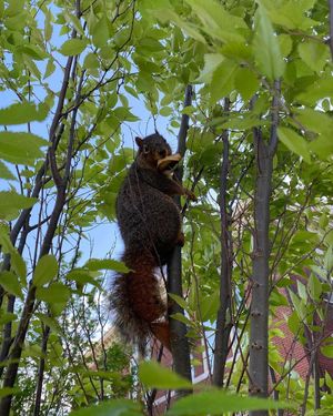 Image post by @squirrels.mizzou on Instagram
