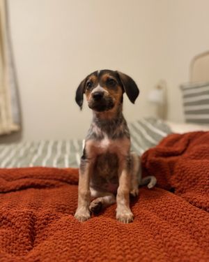 Image post by @spokhumanesoc on Instagram