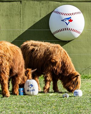 Image post by @thetorontozoo on Instagram