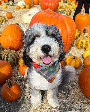 Image post by @pupcorntreats on Instagram