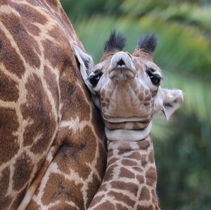 Image post by @sandiegozoo on Instagram