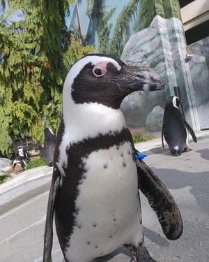 Image post by @thetorontozoo on Instagram