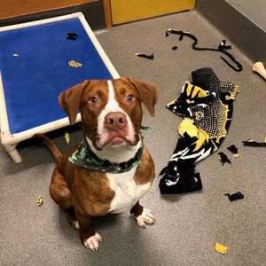 Image post by @WichitaState on Twitter