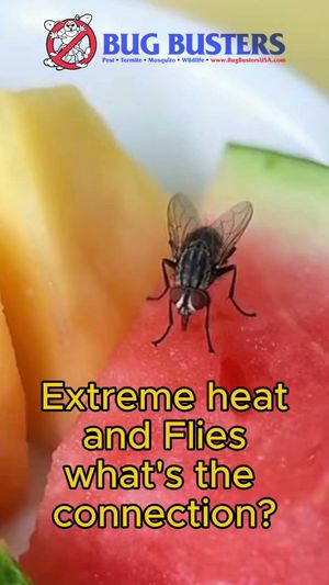 Video post by @bugbustersusa on TikTok