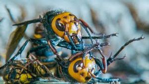 Video post by @bbcearth on YouTube