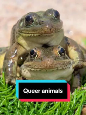 Image post by @gaytimes on TikTok