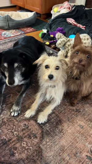 Video post by @pinkpigletpuppy on TikTok