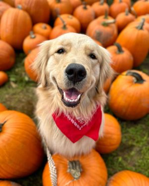 Image post by @triumphpetfood on Instagram