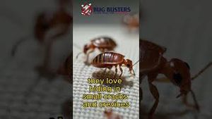 Video post by @bugbustersusa on YouTube