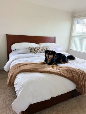 Image post by @booplethesnoot on Instagram