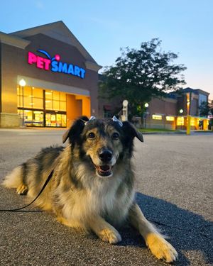 Image post by @petsmart on Instagram