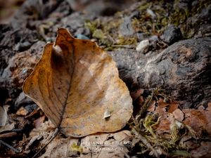 Image post by @lathanuelf_photos on Instagram