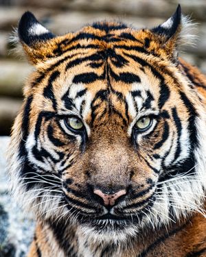 Image post by @thetorontozoo on Instagram