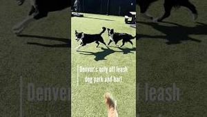 Video post by @denver8tv on YouTube