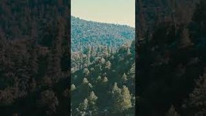 Video post by @ambashepherd on YouTube