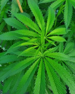 Image post by @TheGrowDoctorOklahoma on Facebook