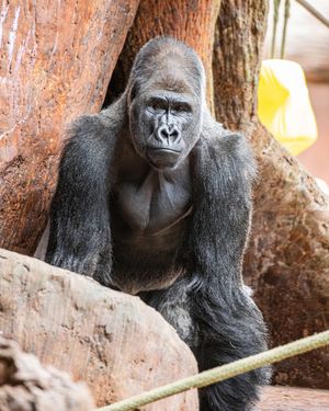 Image post by @thetorontozoo on Instagram