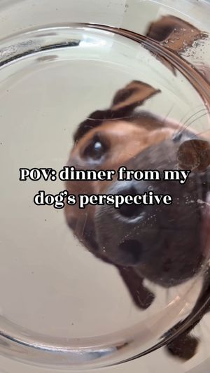 Video post by @solidgoldpets on Instagram