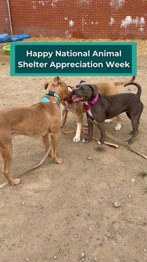 Video post by @DetroitGSD on Facebook