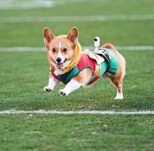 Image post by @ziggythecorg on Facebook