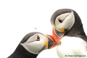 Image post by @rspb on Instagram