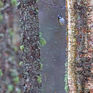 Image post by @rspb on Instagram