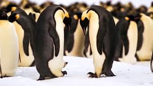 Video post by @bbcearth on YouTube