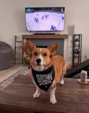 Image post by @ziggy_thecorg on Instagram