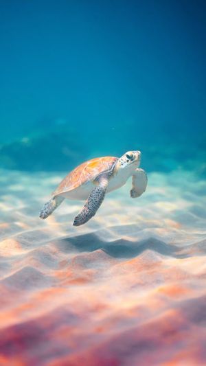 Video post by @bbcearth on Instagram