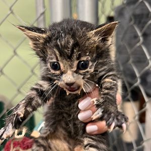Image post by @whitmanpets on Instagram