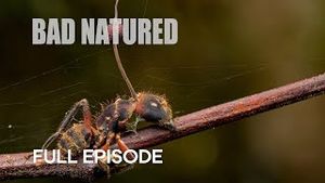 Video post by @bbcearth on YouTube