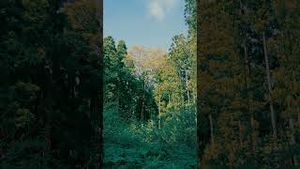 Video post by @madebygoogle on YouTube