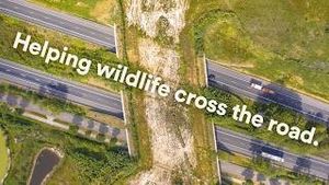 Video post by @rewild on YouTube