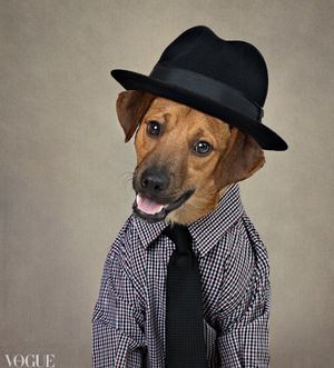 Image post by @GoorinBros on Twitter