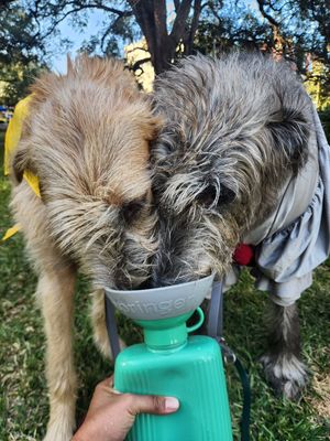 Image post by @thesavannahwolfhound on Instagram