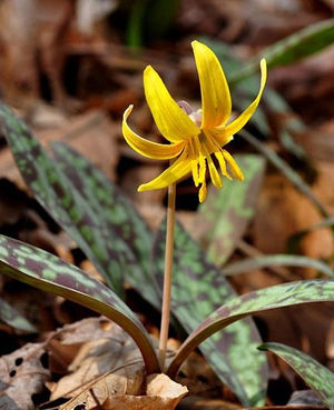 Image post by @ahs_gardening on Instagram
