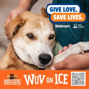 Image post by @dogstersicecream on Instagram