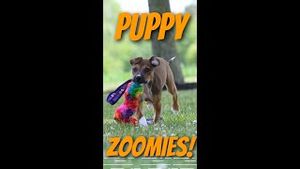 Video post by @dogsthat on YouTube