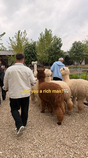 Video post by @cristeanatti on TikTok