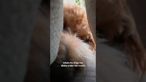 Video post by @tedflixnchill on YouTube