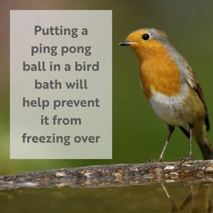 Image post by @rspb on Instagram