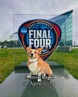 Image post by @ziggy_thecorg on Instagram