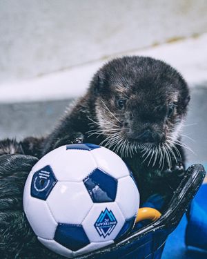 Image post by @vanaqua on Twitter