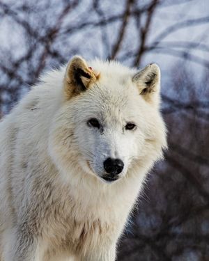 Image post by @thetorontozoo on Instagram