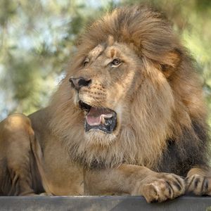 Image post by @sandiegozoo on Instagram